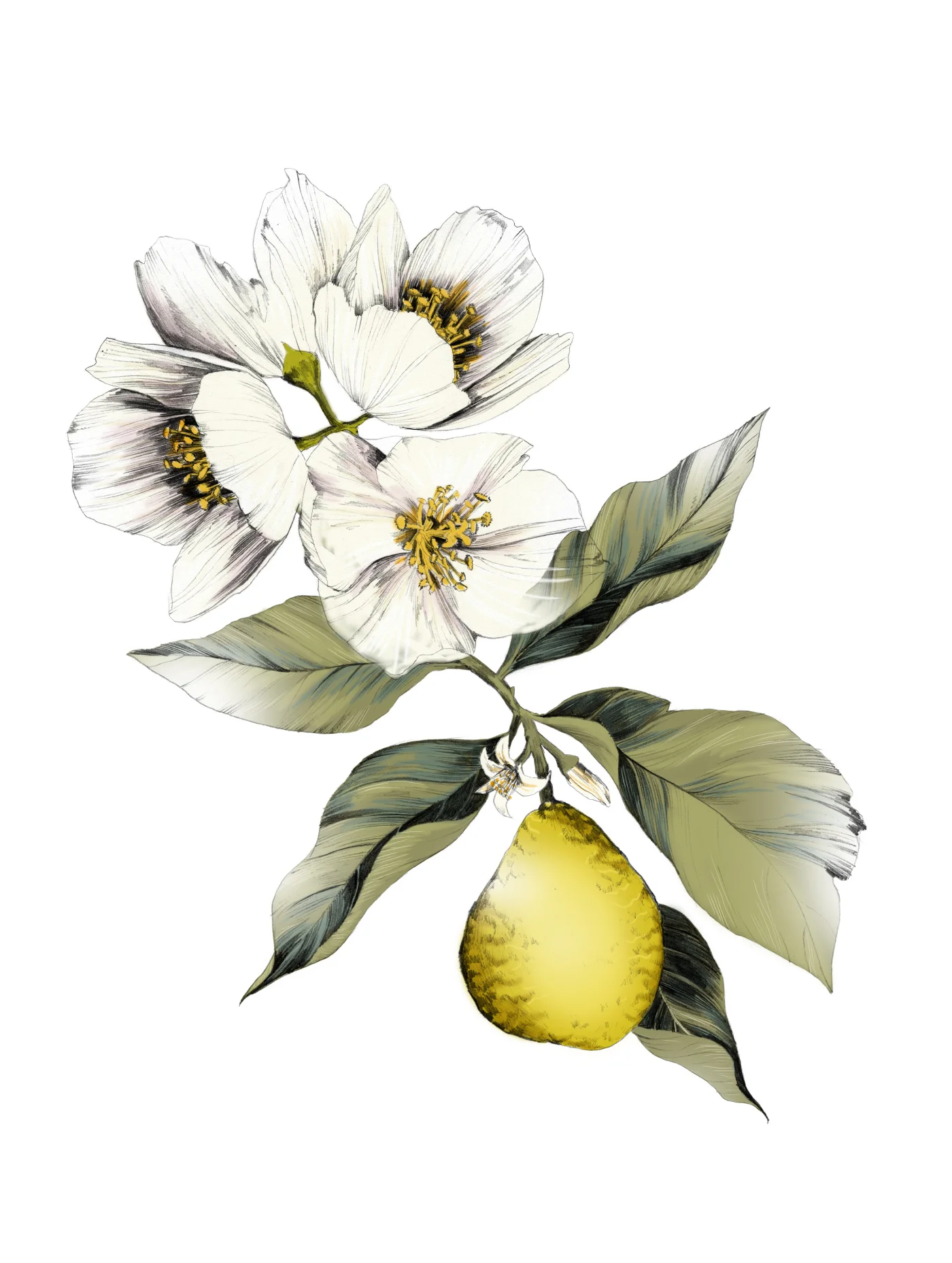 fig. 3. Illustration: flowers and fruit