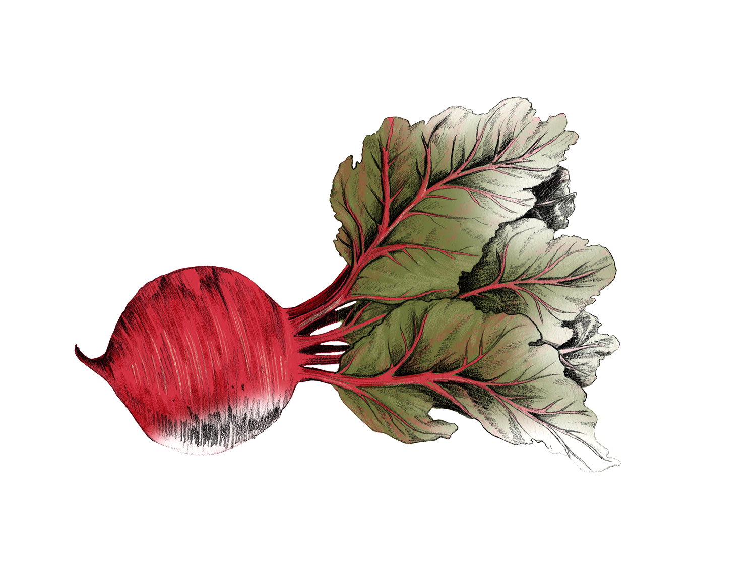 fig. 2. Beet drawing