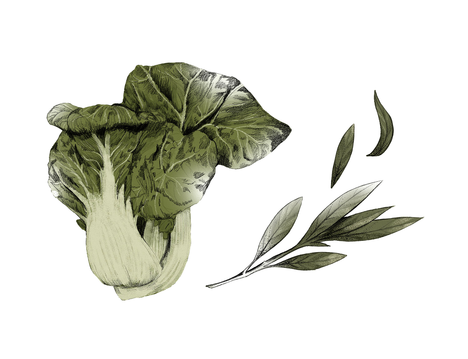 fig. 4. Paksoi and sage drawing