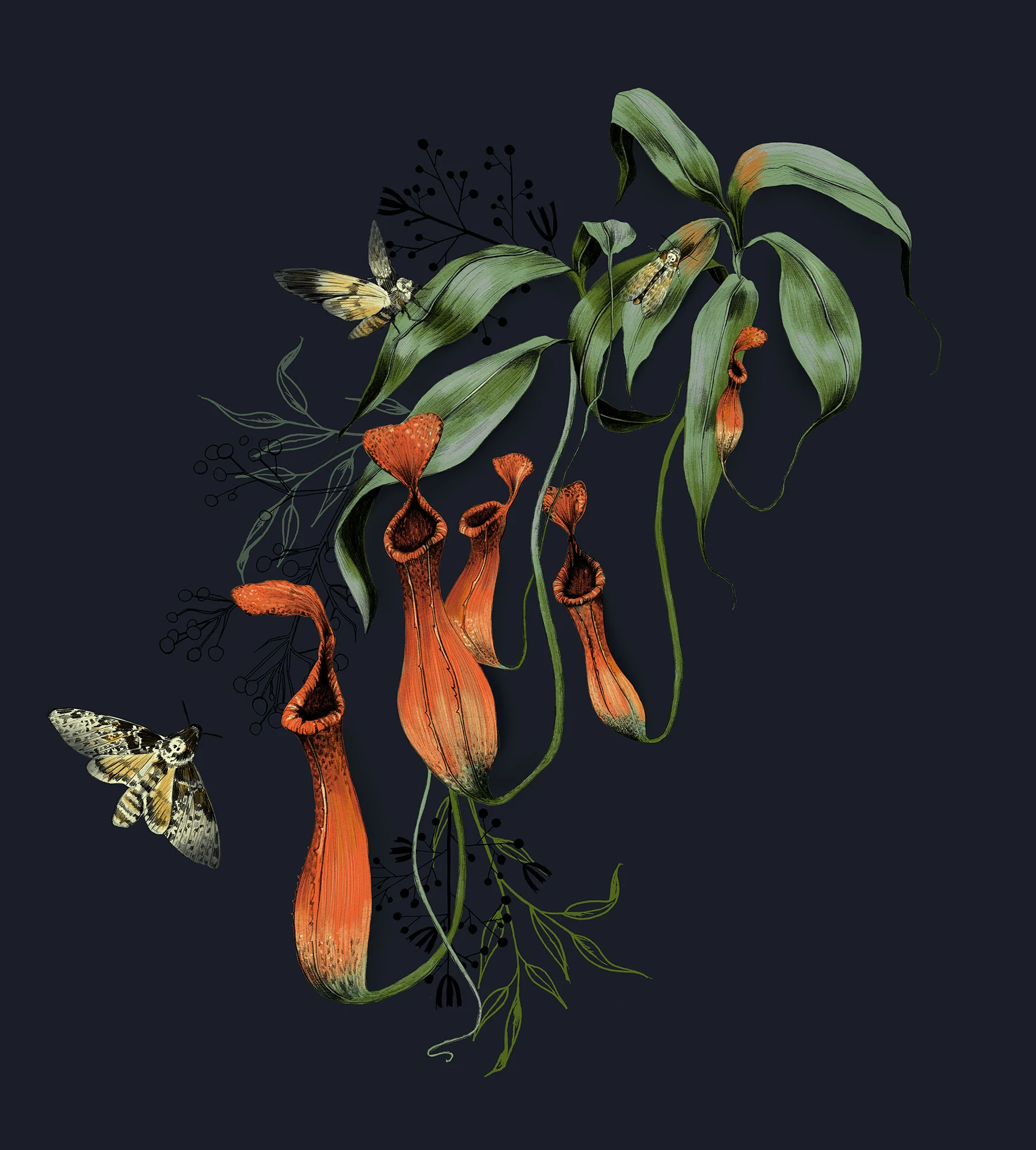 fig. 1.Pitcher Plant