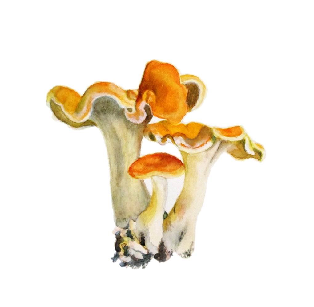 MushroomsChanterelles.jpg