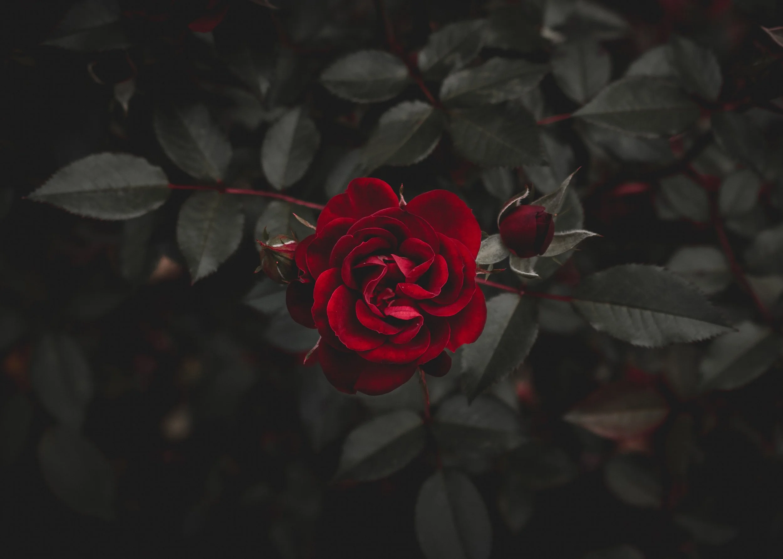 rose-thorn.jpg