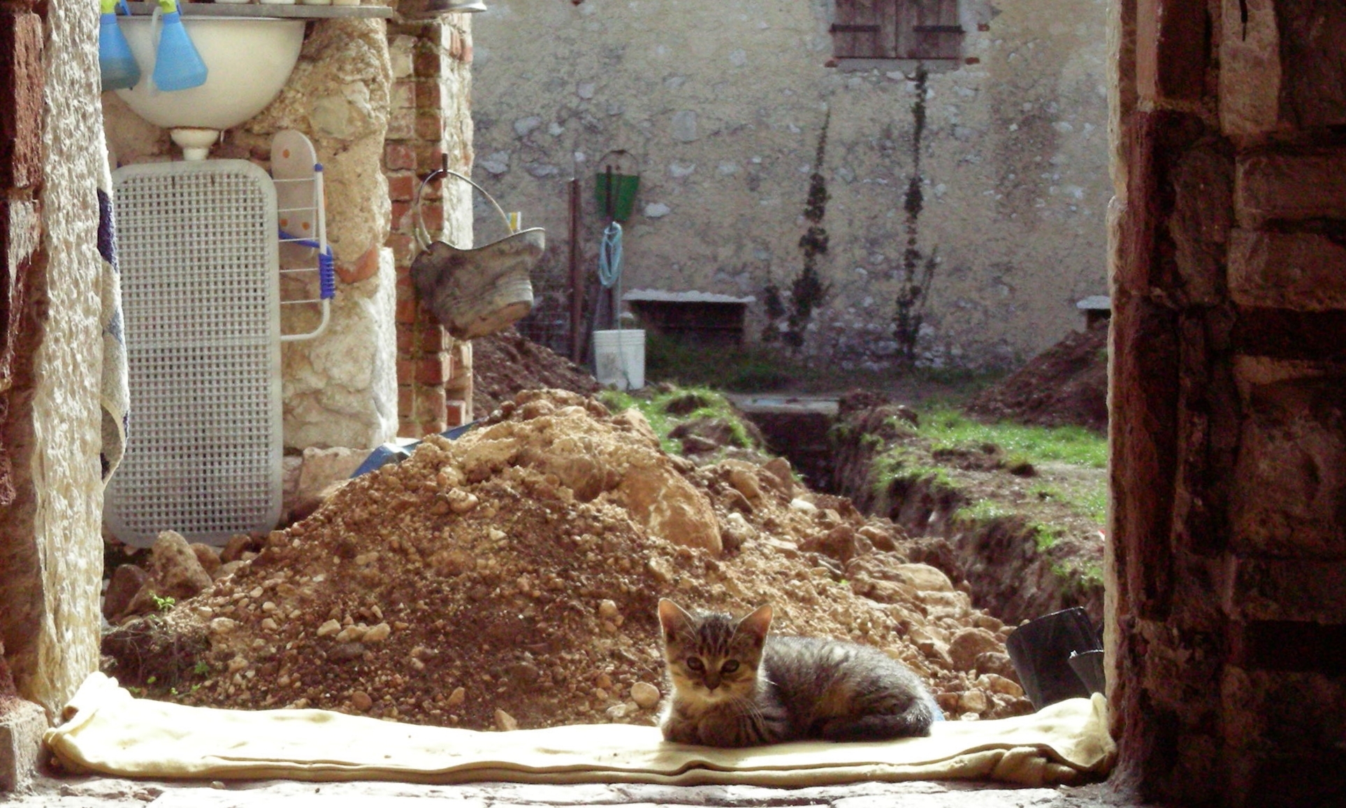 Daisy- DownsKitty- LastOneStanding.JPG