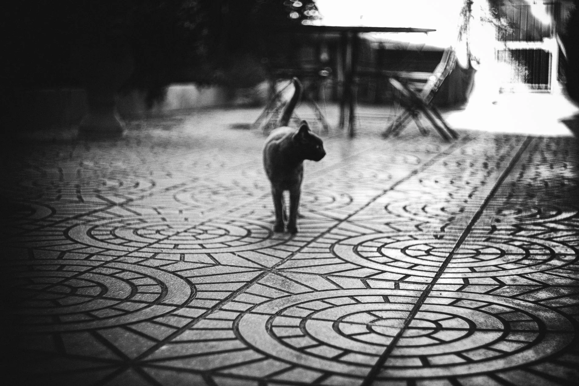 Pezenas.17_©Aurelia Marine_WebRes50.jpg