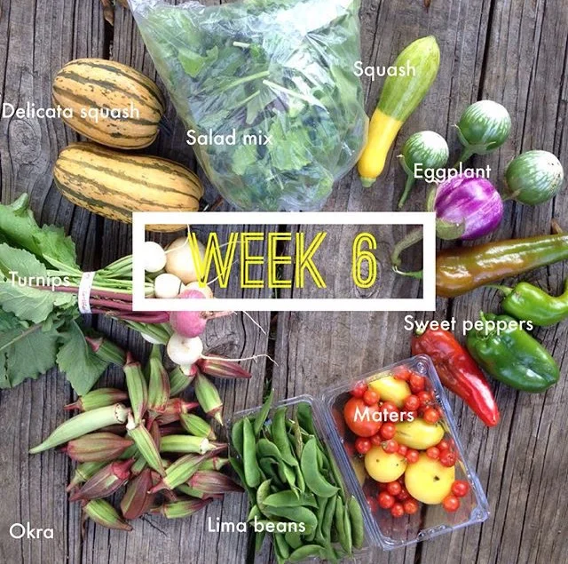 Lettuce Turnip for Fall