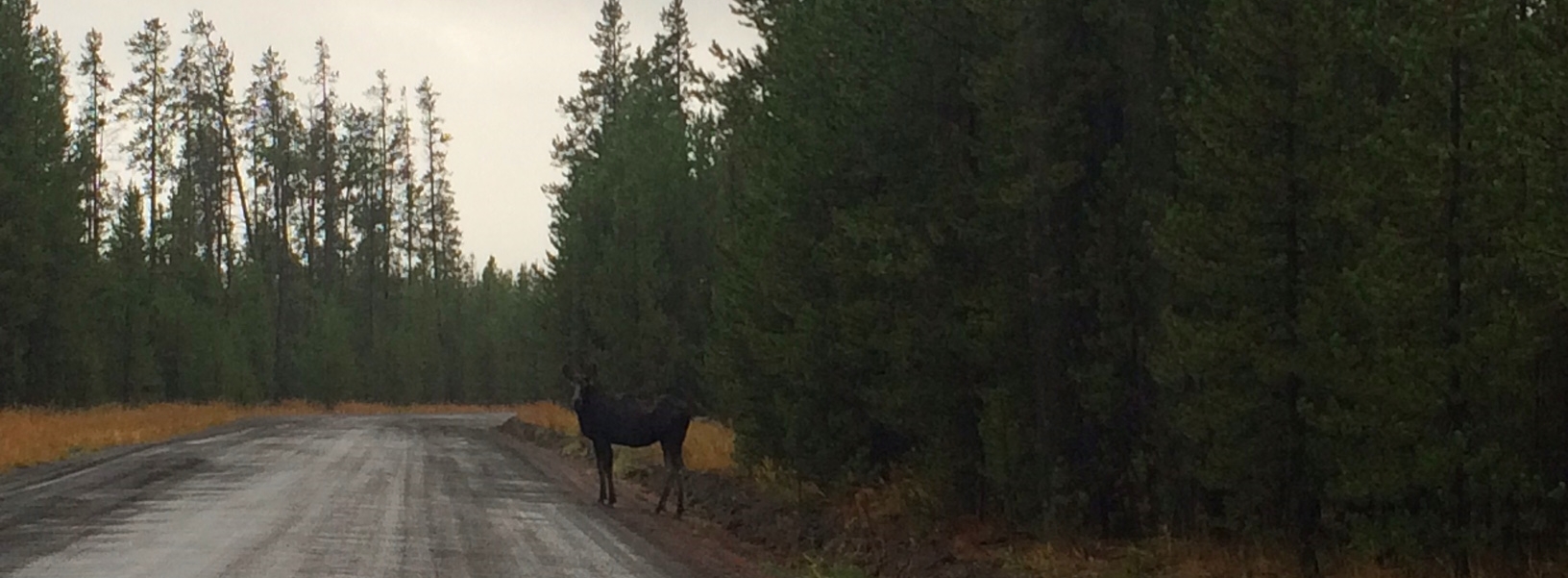 Wendy's moose. on track, with head held high and nose clean.