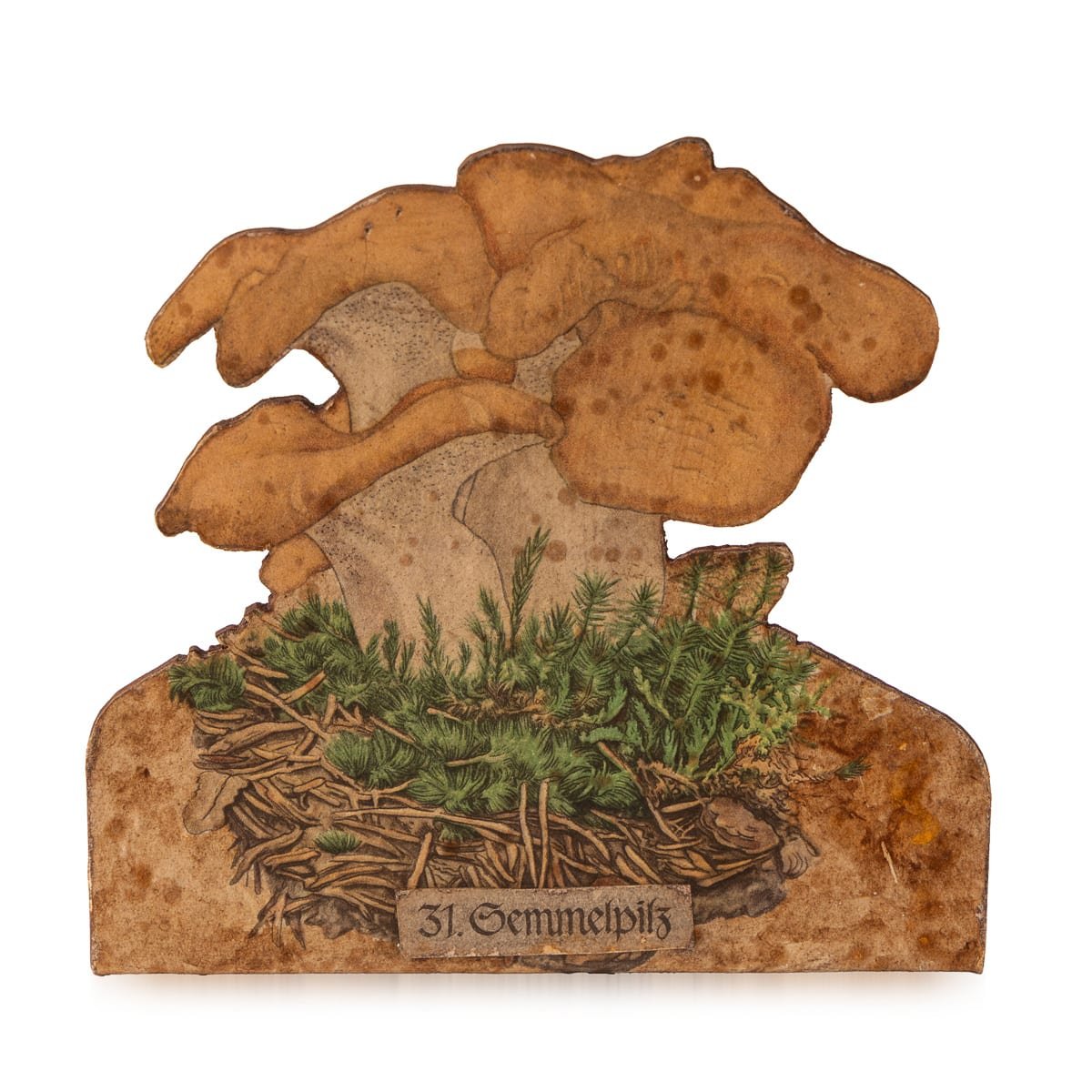 PUSHKINS.COM - D11879 - ANTIQUE 20thC ENGLISH SET OF EIGHT MUSHROOM MODELS FOR BOTANICAL STUDY c.1900 - 10.jpg