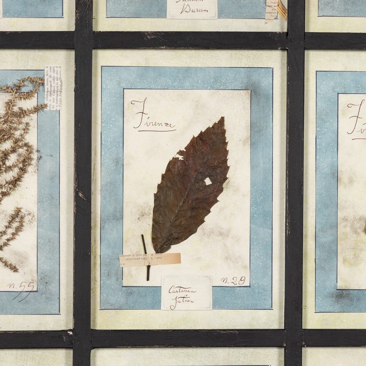 PUSHKINS.COM - B12027 - 20thC ITALIAN LARGE OAK FRAME CONTAINING PRESSED FLOWERS & HERBS - 11.jpg