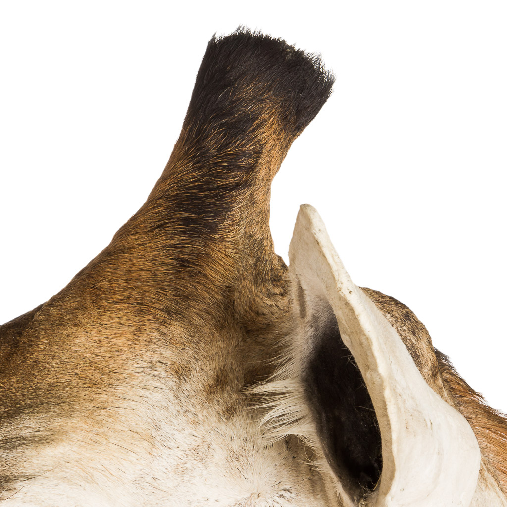 2016-01-11-taxidermy9_007-.jpg