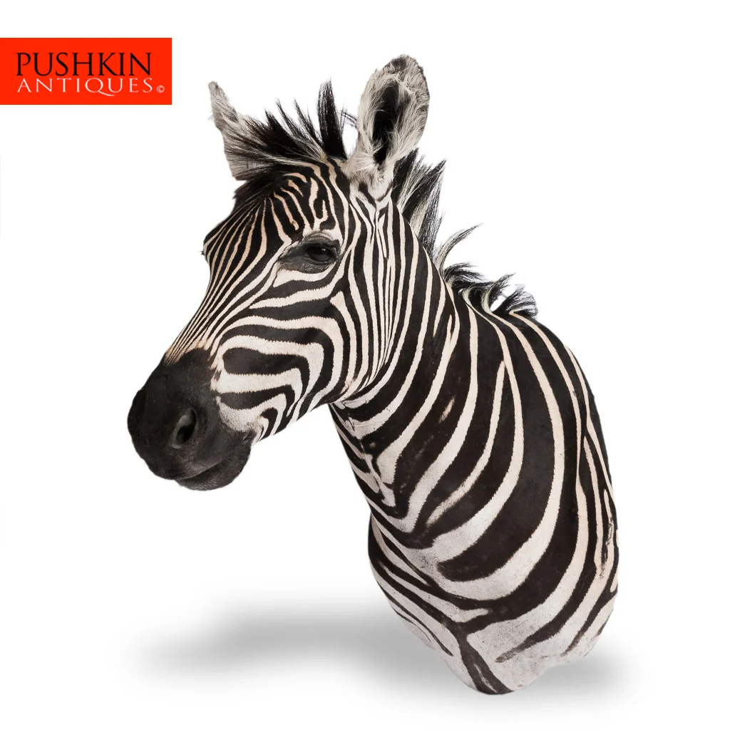 Кафе зебра. Кафе зебра фролово. Ресторан зебра. Collecta зебра греви xl 88773b. Кафе в нижневартовске.