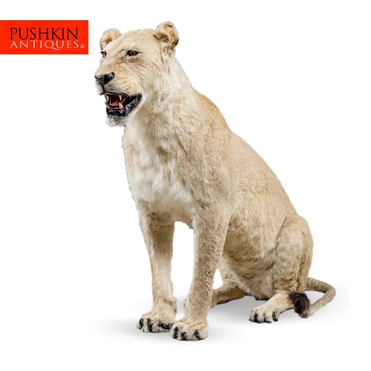 pushkin antiques - MAGNIFICENT LATE 20TH CENTURY LIONESS IN SITTING POSE - 1.jpg