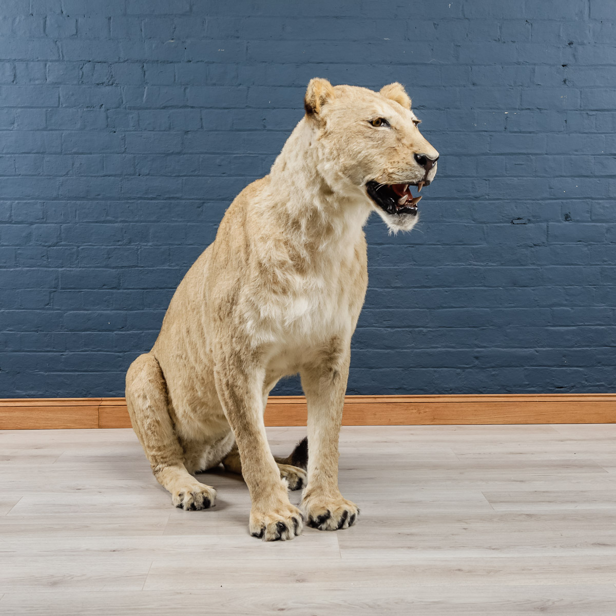 pushkin antiques - MAGNIFICENT LATE 20TH CENTURY LIONESS IN SITTING POSE - 2.jpg