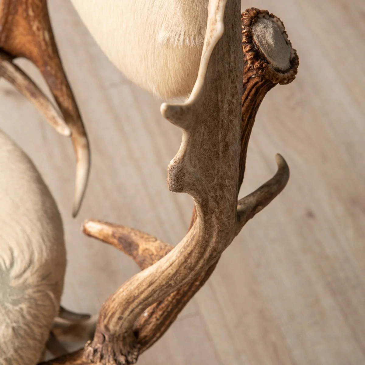 Pushkin Antiques - MODERN PAIR OF HALL ANTLER HORN CHAIRS BY SCHIRATO, ITALY - 15.jpg