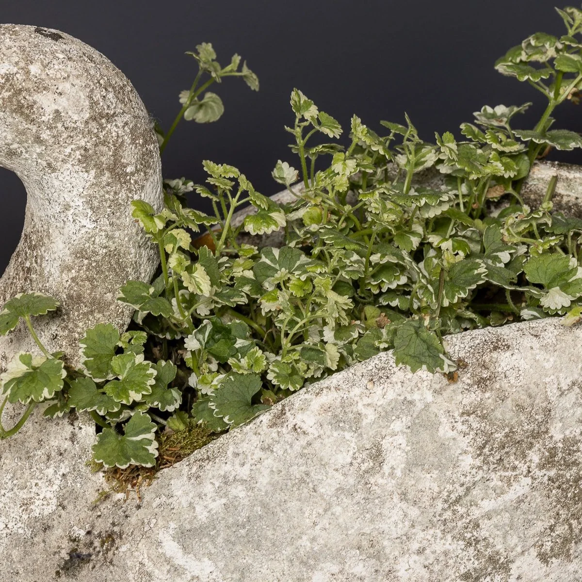 PUSHKINS - A 20thC PAIR OF STONE SWAN PLANTERS c.1950 - 12.jpg