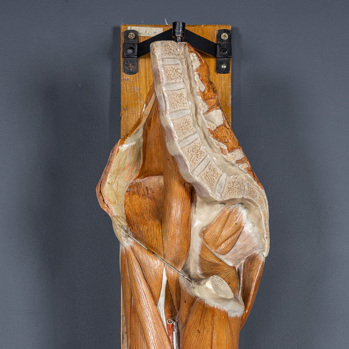 PUSHKINS.COM - D11130 - ANTIQUE 19thC HUMAN ANATOMICAL LEG MODEL, BY BOCK STEGER, LEIPZIG c.1890 - 11.jpg