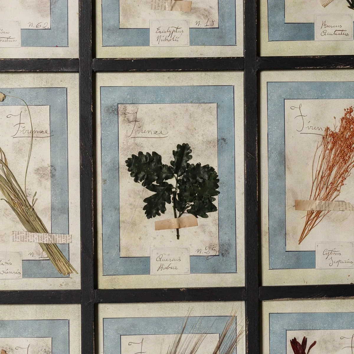 PUSHKINS.COM - B12026 - 20thC ITALIAN LARGE OAK FRAME CONTAINING PRESSED FLOWERS & HERBS - 10.jpg