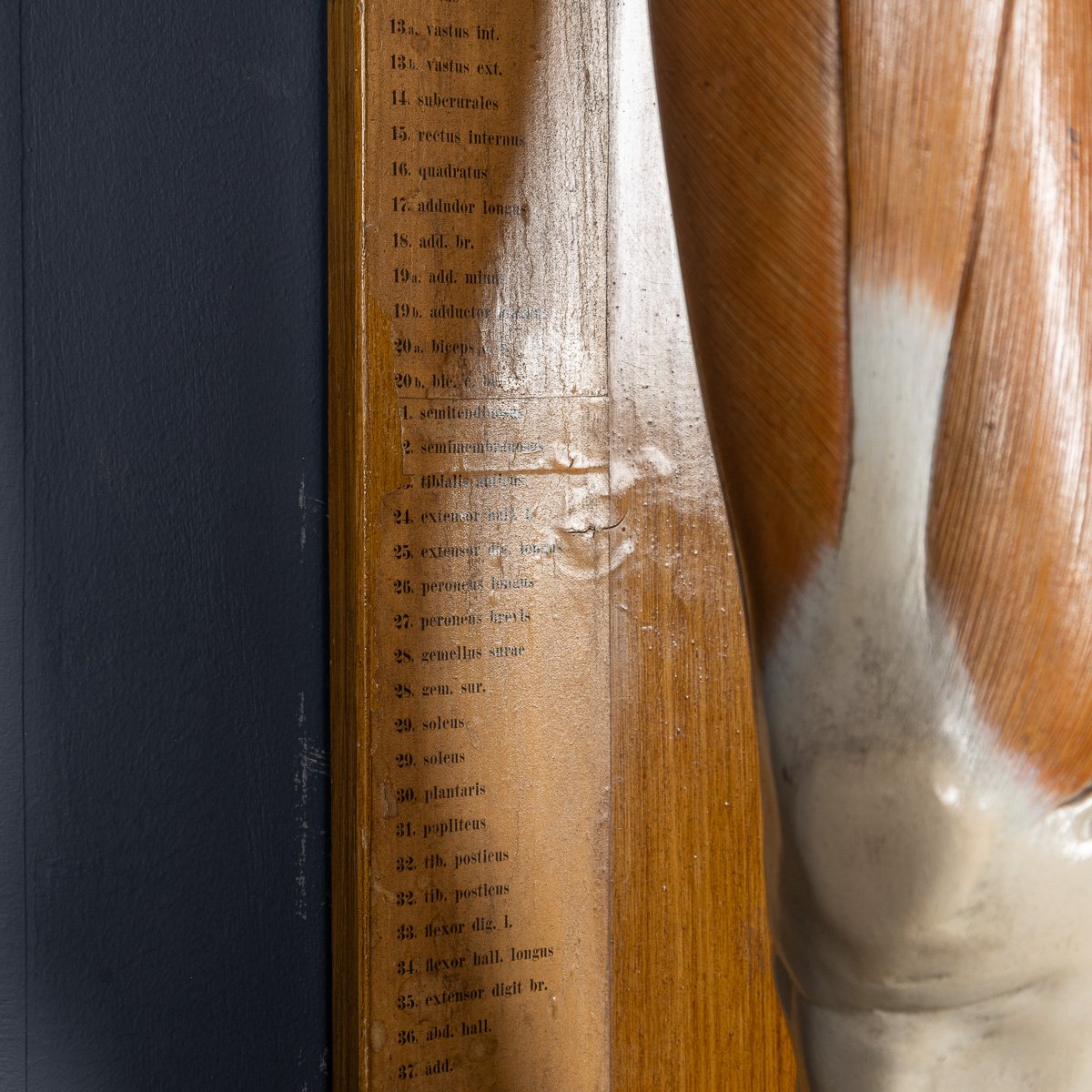 PUSHKINS.COM - D11130 - ANTIQUE 19thC HUMAN ANATOMICAL LEG MODEL, BY BOCK STEGER, LEIPZIG c.1890 - 08.jpg