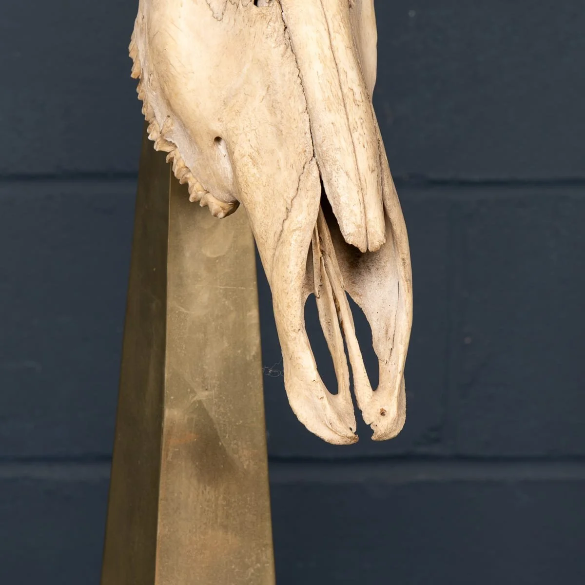 PUSHKINS.COM - B11857 - 20thC TAXIDERMY STUDY OF AN AFRICAN IBEX, BY ANTHONY REDMILE, LONDON c.1970 - 16.jpg