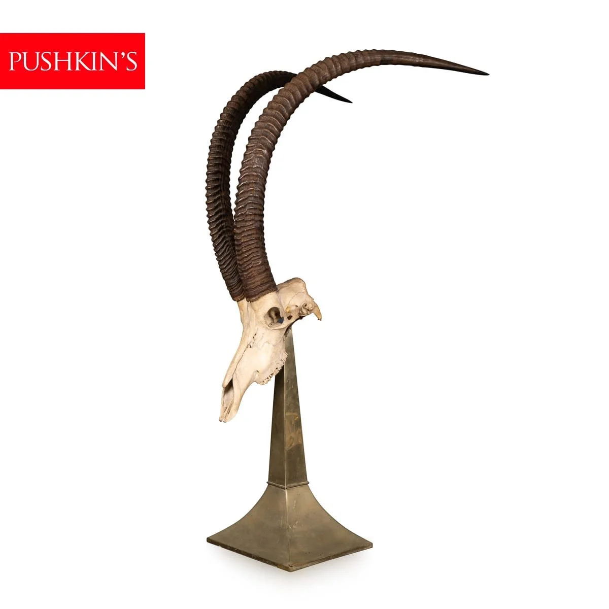 PUSHKINS.COM - B11857 - 20thC TAXIDERMY STUDY OF AN AFRICAN IBEX, BY ANTHONY REDMILE, LONDON c.1970 - 02.jpg