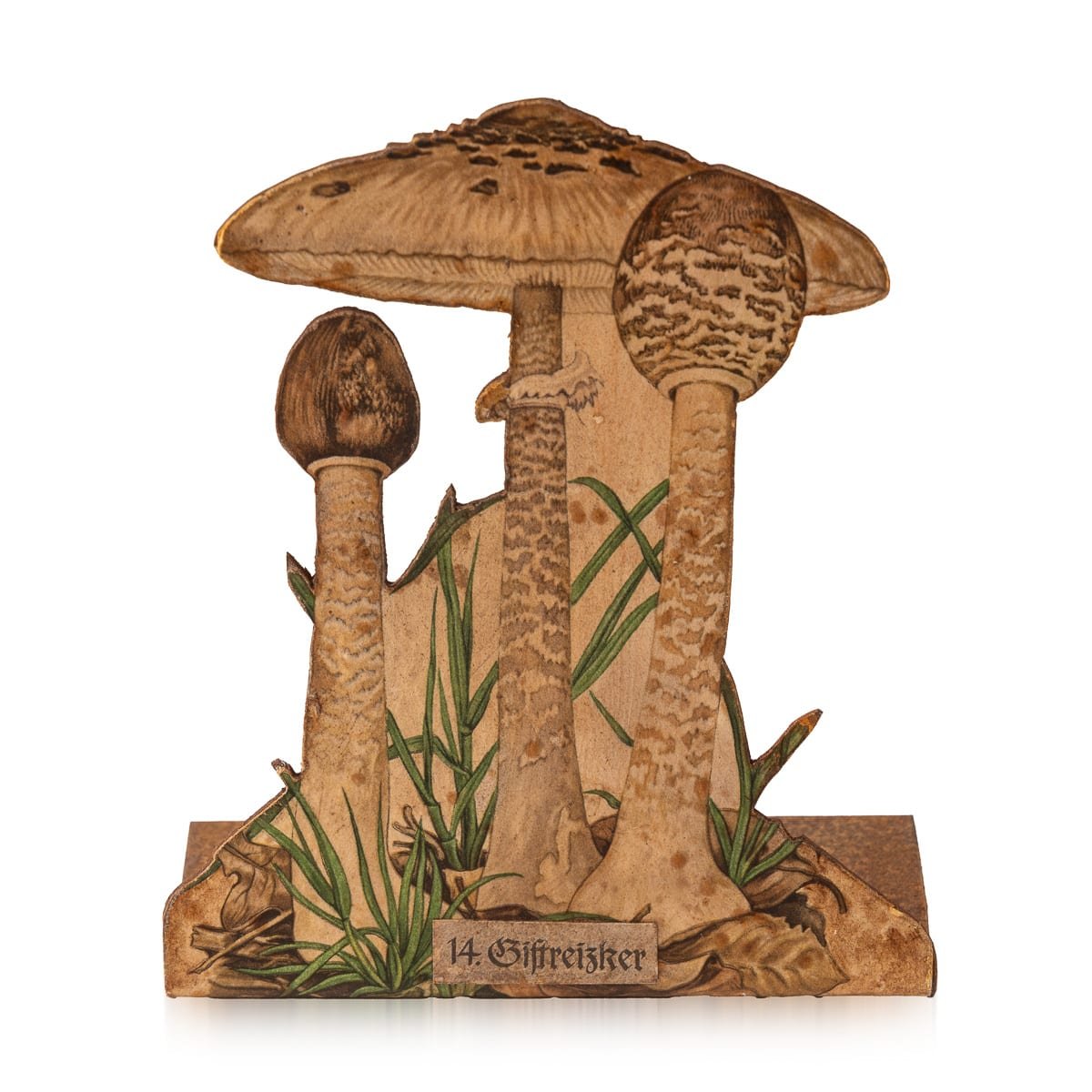 PUSHKINS.COM - D11879 - ANTIQUE 20thC ENGLISH SET OF EIGHT MUSHROOM MODELS FOR BOTANICAL STUDY c.1900 - 13.jpg