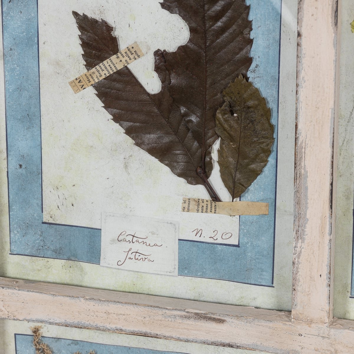 PUSHKINS.COM - 20thC ITALIAN LARGE OAK FRAME CONTAINING PRESSED FLOWERS & HERBS - 92.jpg