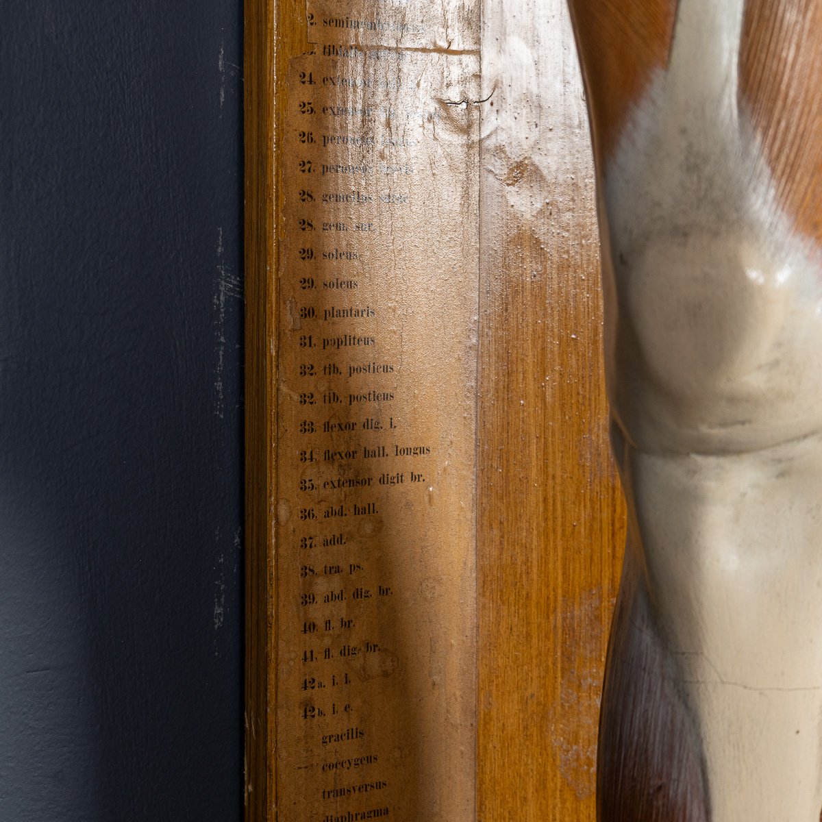PUSHKINS.COM - D11130 - ANTIQUE 19thC HUMAN ANATOMICAL LEG MODEL, BY BOCK STEGER, LEIPZIG c.1890 - 09.jpg