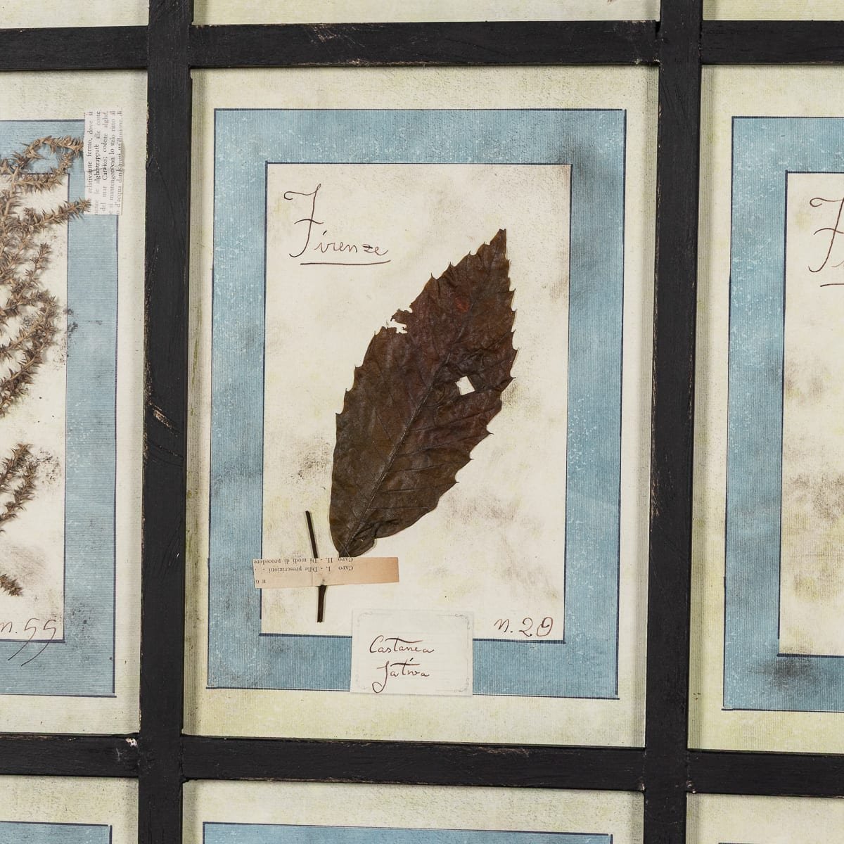 PUSHKINS.COM - B12027 - 20thC ITALIAN LARGE OAK FRAME CONTAINING PRESSED FLOWERS & HERBS - 19.jpg