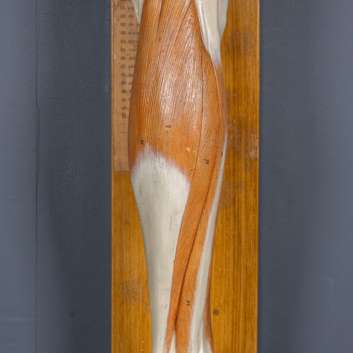 PUSHKINS.COM - D11130 - ANTIQUE 19thC HUMAN ANATOMICAL LEG MODEL, BY BOCK STEGER, LEIPZIG c.1890 - 21.jpg