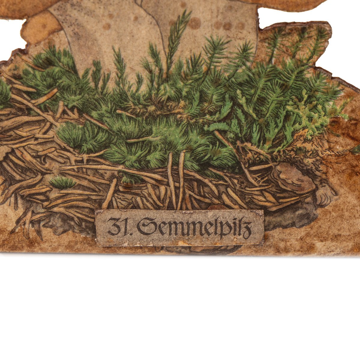 PUSHKINS.COM - D11879 - ANTIQUE 20thC ENGLISH SET OF EIGHT MUSHROOM MODELS FOR BOTANICAL STUDY c.1900 - 14.jpg