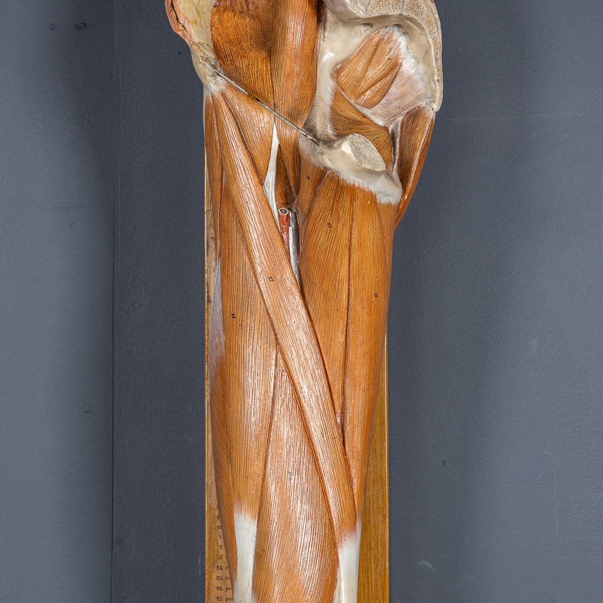 PUSHKINS.COM - D11130 - ANTIQUE 19thC HUMAN ANATOMICAL LEG MODEL, BY BOCK STEGER, LEIPZIG c.1890 - 12.jpg