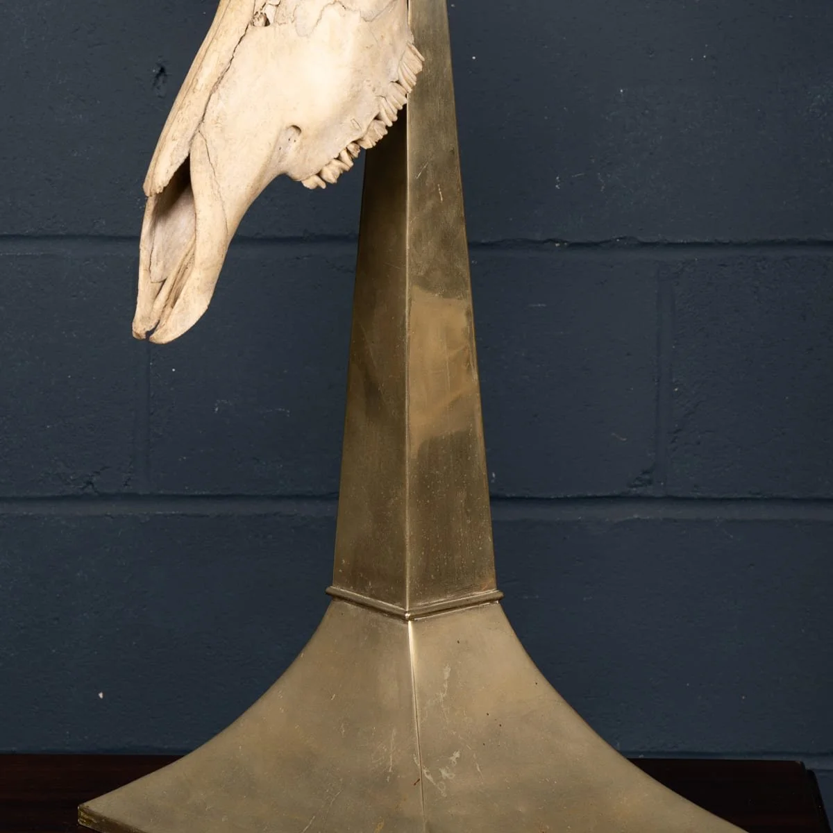 PUSHKINS.COM - B11857 - 20thC TAXIDERMY STUDY OF AN AFRICAN IBEX, BY ANTHONY REDMILE, LONDON c.1970 - 20.jpg