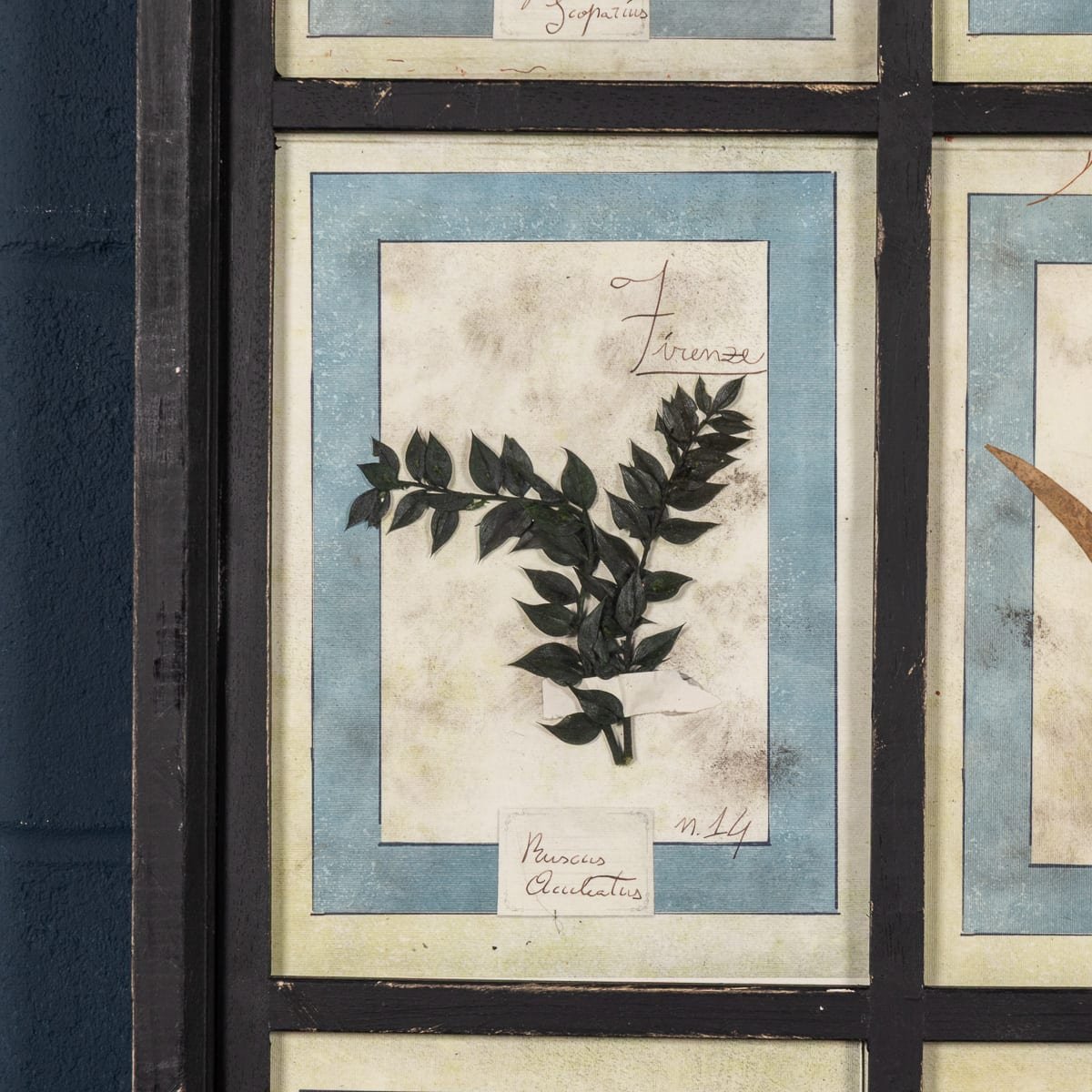 PUSHKINS.COM - B12024 - 20thC ITALIAN LARGE OAK FRAME CONTAINING PRESSED FLOWERS & HERBS - 12.jpg