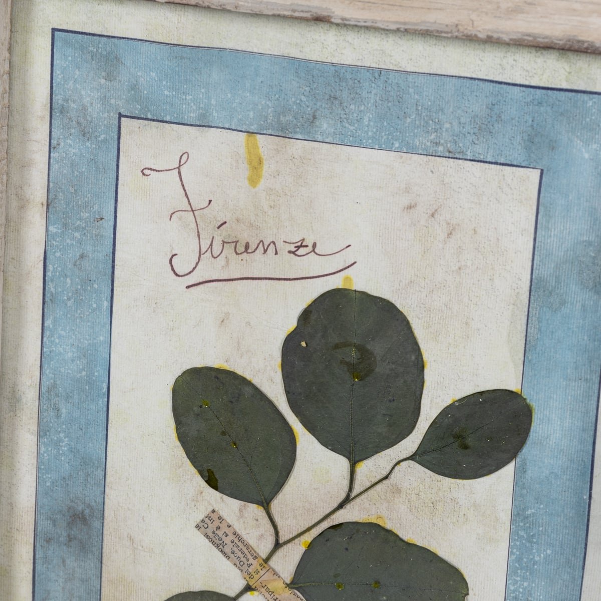 PUSHKINS.COM - 20thC ITALIAN LARGE OAK FRAME CONTAINING PRESSED FLOWERS & HERBS - 71.jpg