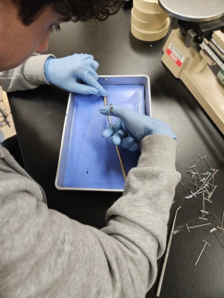 High School Biology explores God's creation!

As part of our annual biology curriculum, students participate in two dissections. We begin with earthworms! Over the past week, students have been studying earthworm physiology&mdash;learning how these f