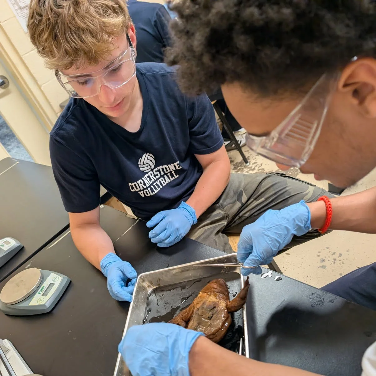 🐸🔬 Biology in action!
Our high school Biology students got a hands-on learning experience as they conducted frog dissections!
It&rsquo;s one thing to read about body systems in a textbook&hellip; it&rsquo;s another to see them right in front of you