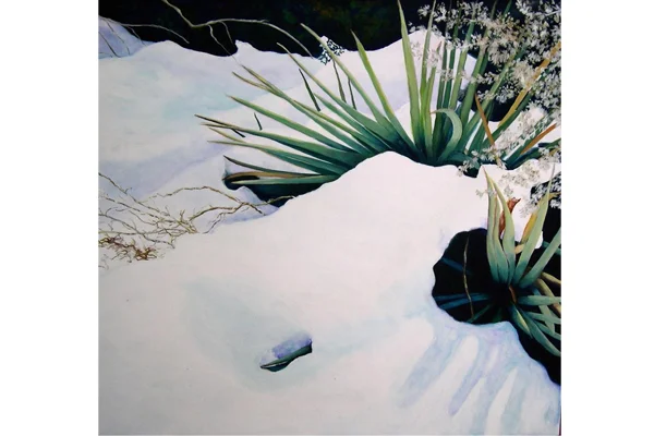 Yucca in Snow