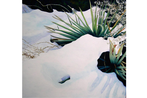 Yucca in Snow