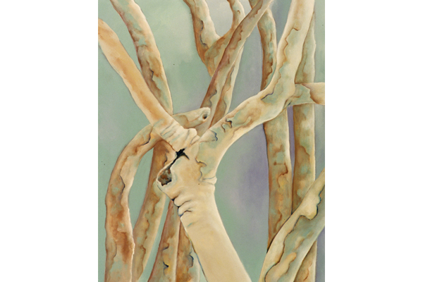 Eucalyptus Trees II