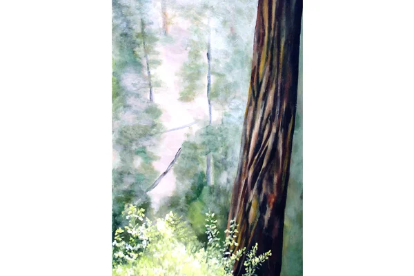 Cedar and Mist