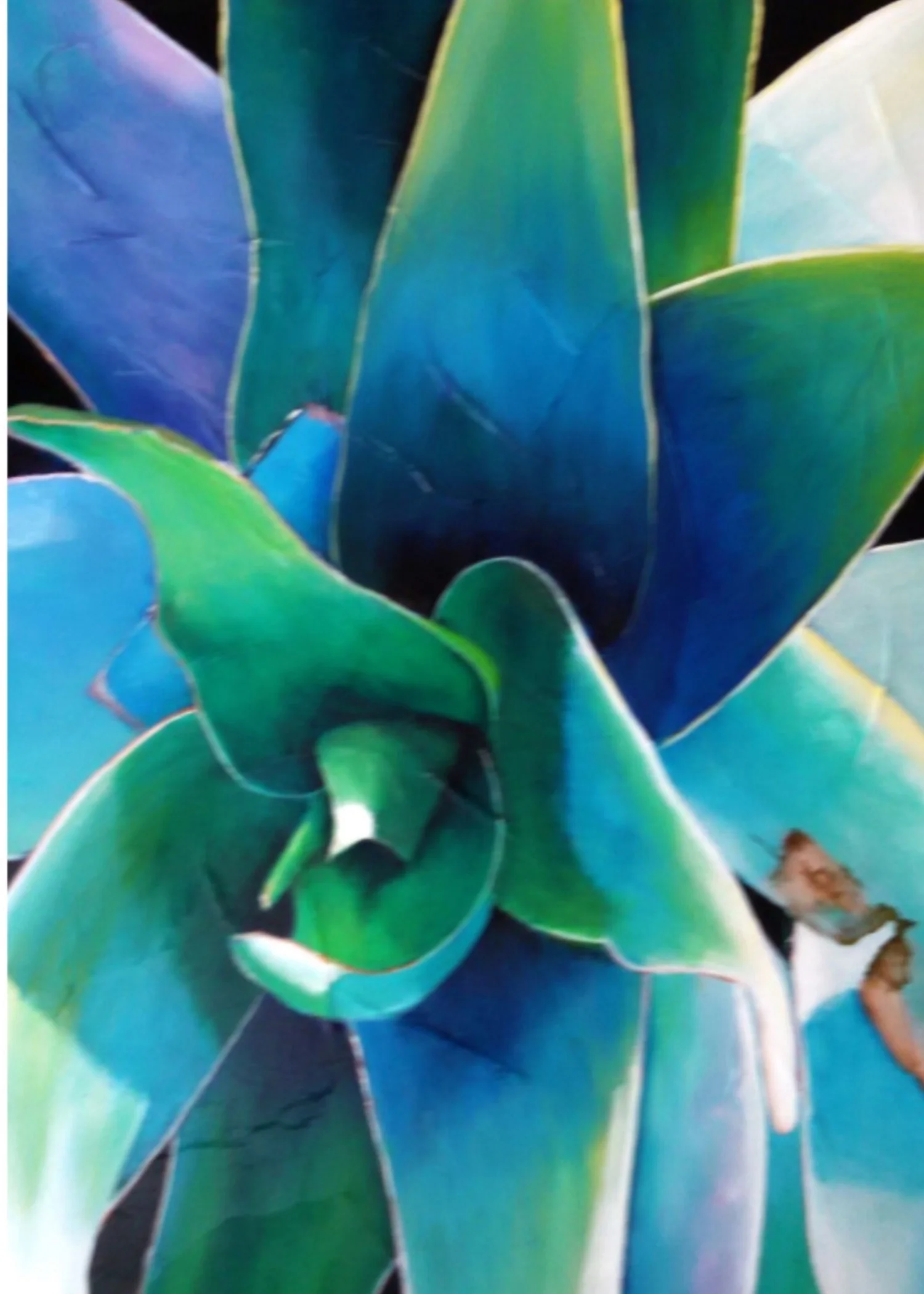 BLUE AGAVE II.jpg