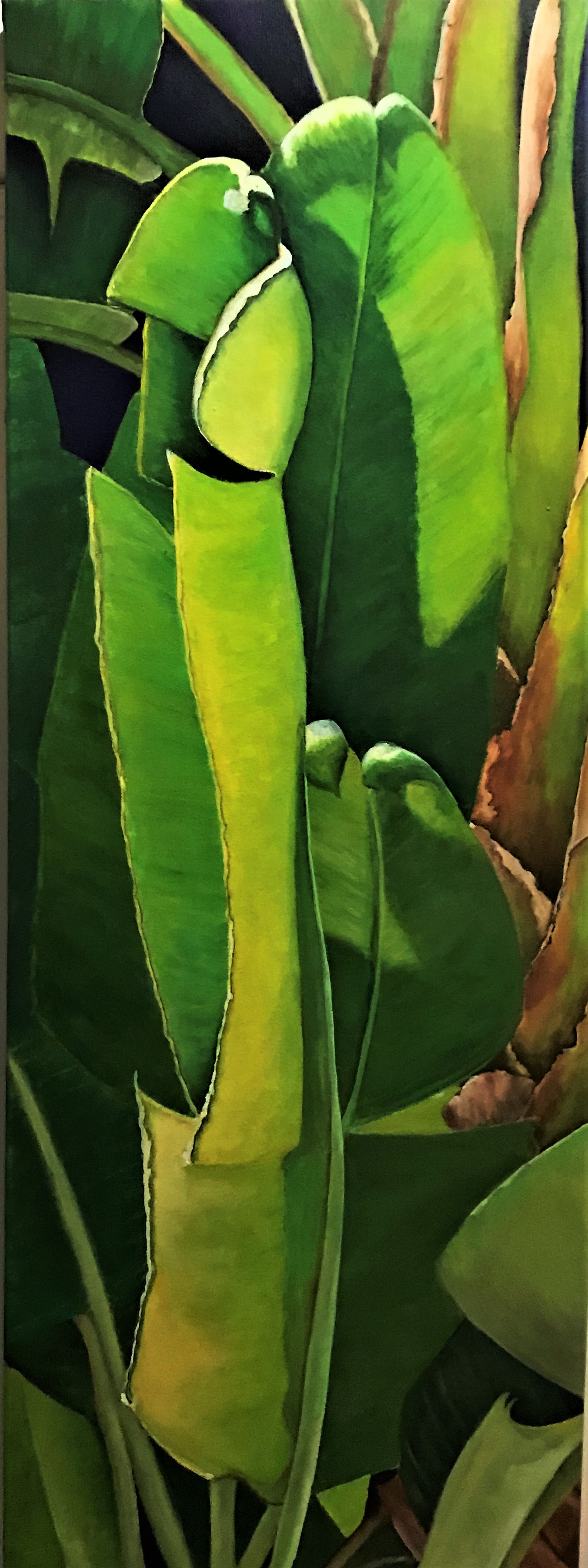 Banana Leaves