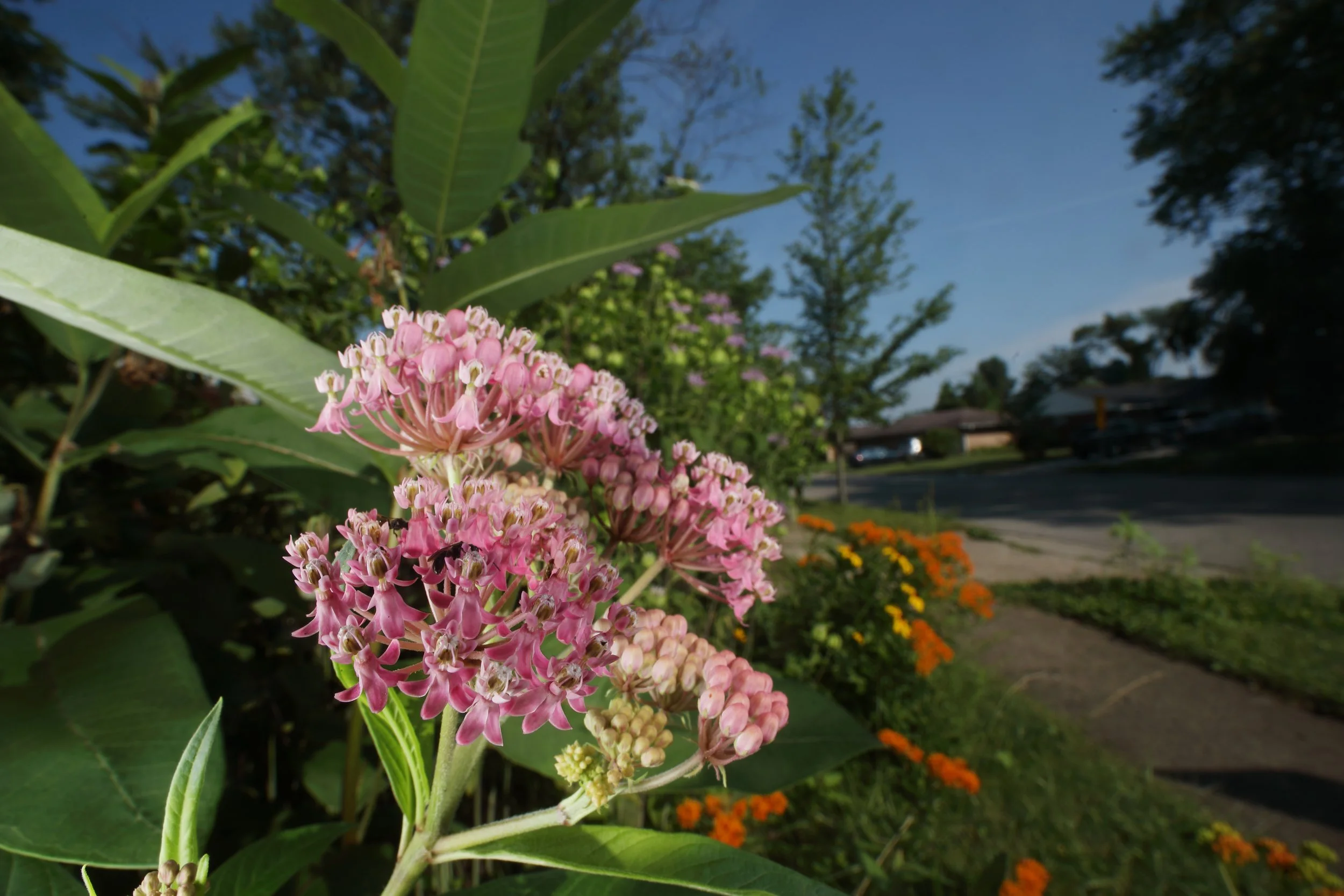 Milkweed.JPG