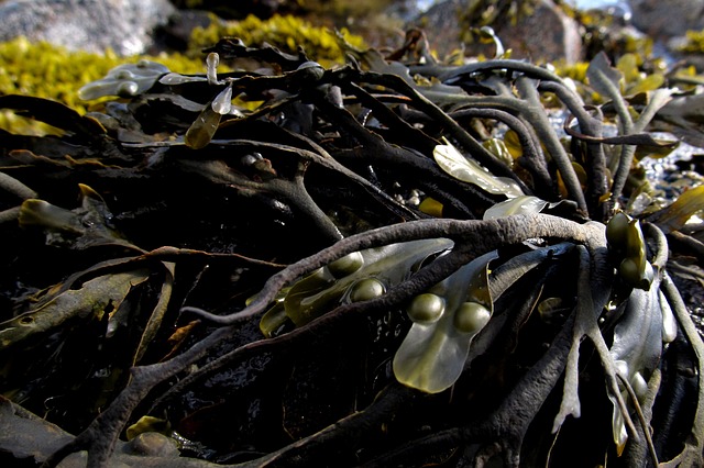 Seaweed Salad