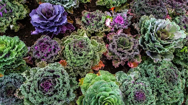 Kale Salad