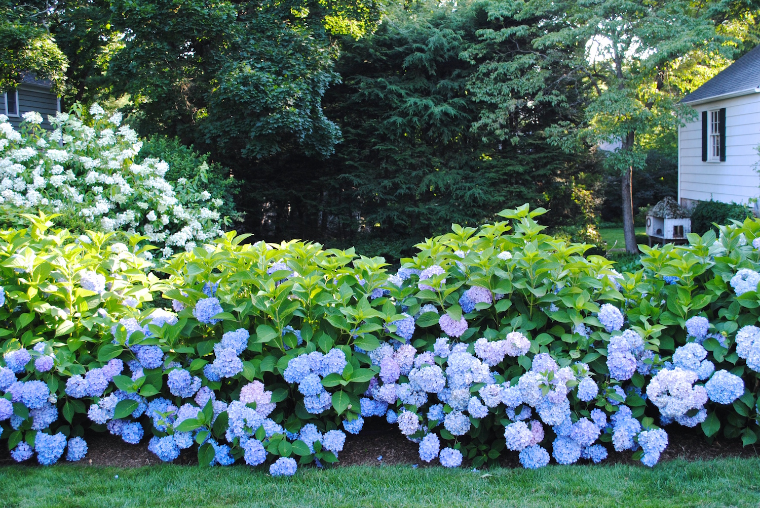 hydrangea-good-gardens.JPG