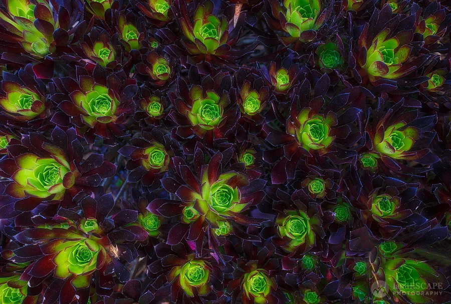 Multicellular
