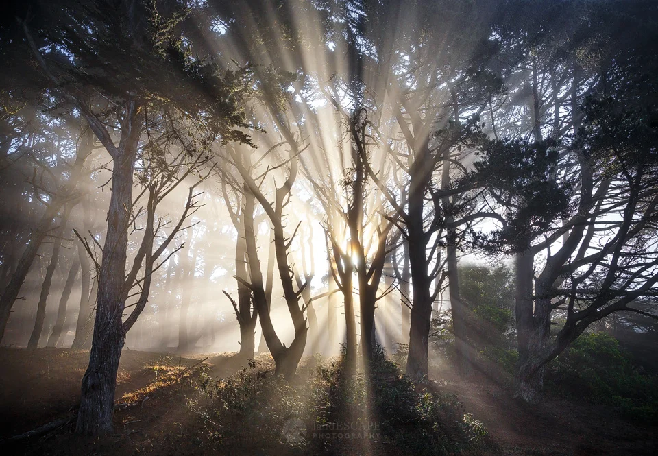Let There Be Light