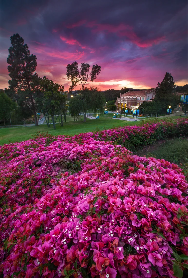 Purple Heaven