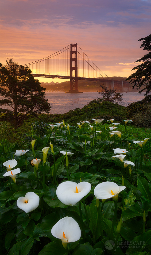 Callafornia Sunrise
