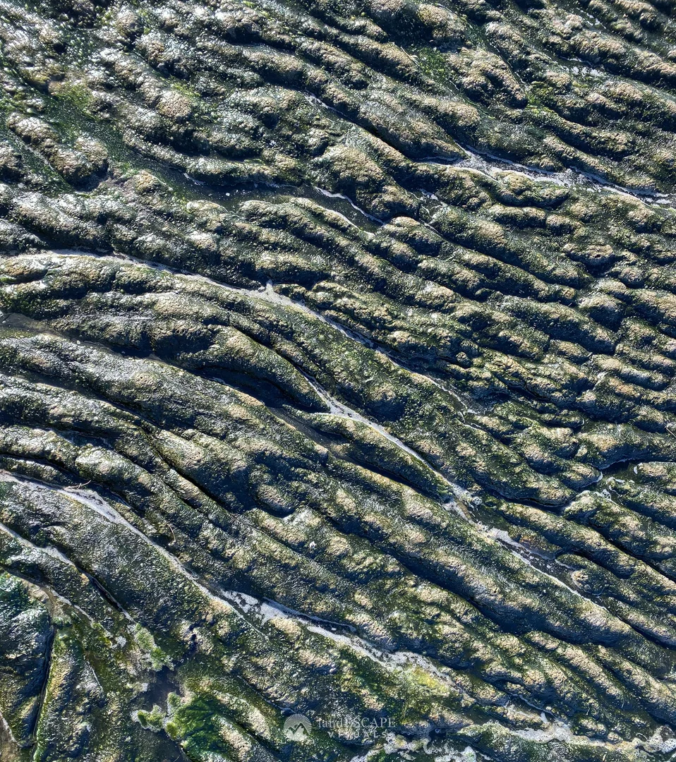 Petrified